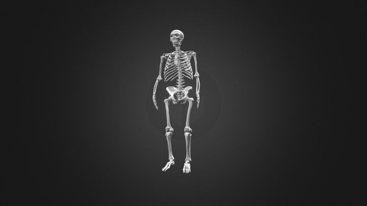 Anthropology Skelet van Spyrou 3D Model