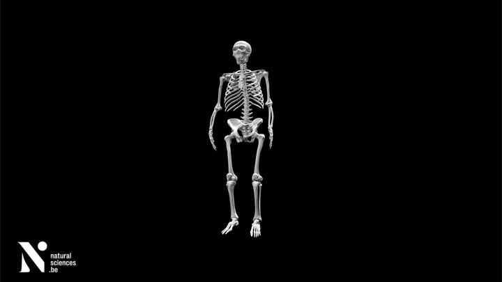 Anthropology Skelet van Spyrou 3D Model