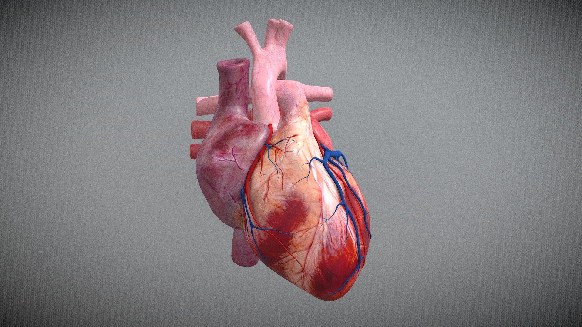 Heart External Structure Buy Royalty Free 3D model by