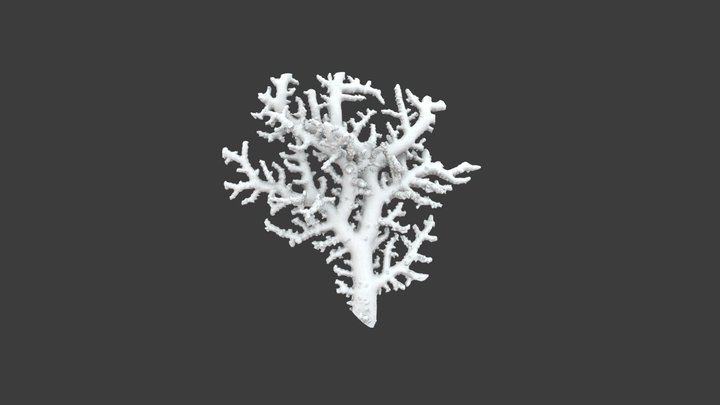Stylaster sanguineus: Detail View – Modello 3D gratuito STL