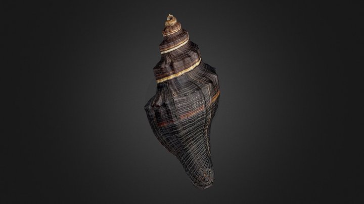 Pugilina morio 3D Model