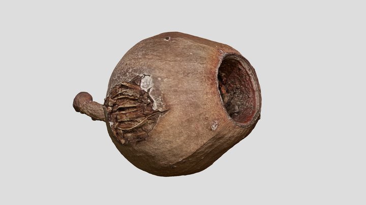 Gum Nut 3D Model