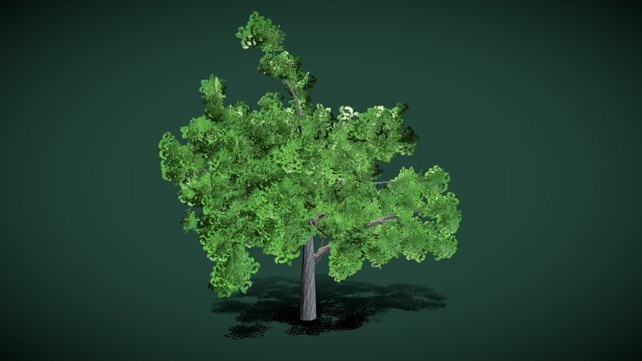 Ginkgo Tree Spring/Summer