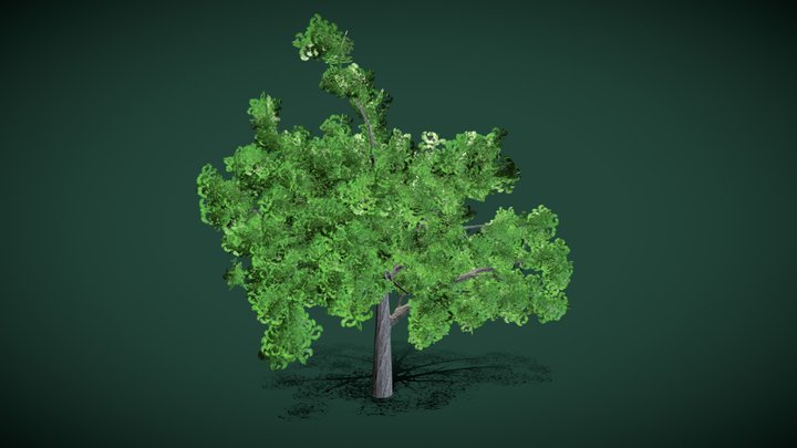 Ginkgo Tree Spring/Summer
