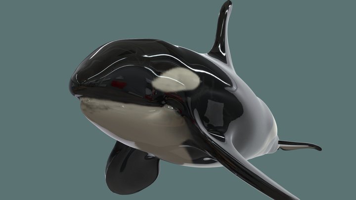 Low poly Killer Whale (Orca) 3D Model