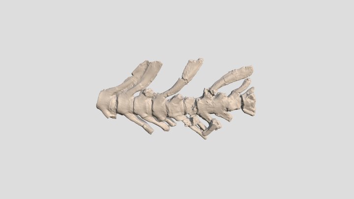 Mosasaurus Tail Fossil 3D Model
