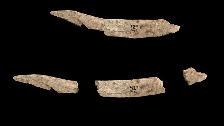 Pièce d’industrie osseuse 3D Model