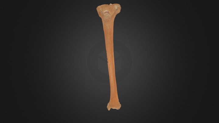 19-614-B-4-Left_Tibia 3D Model