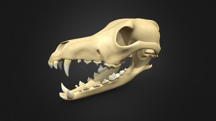 Coyote Skull 3D Model