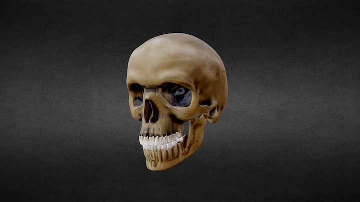 Skull practice 3D Model