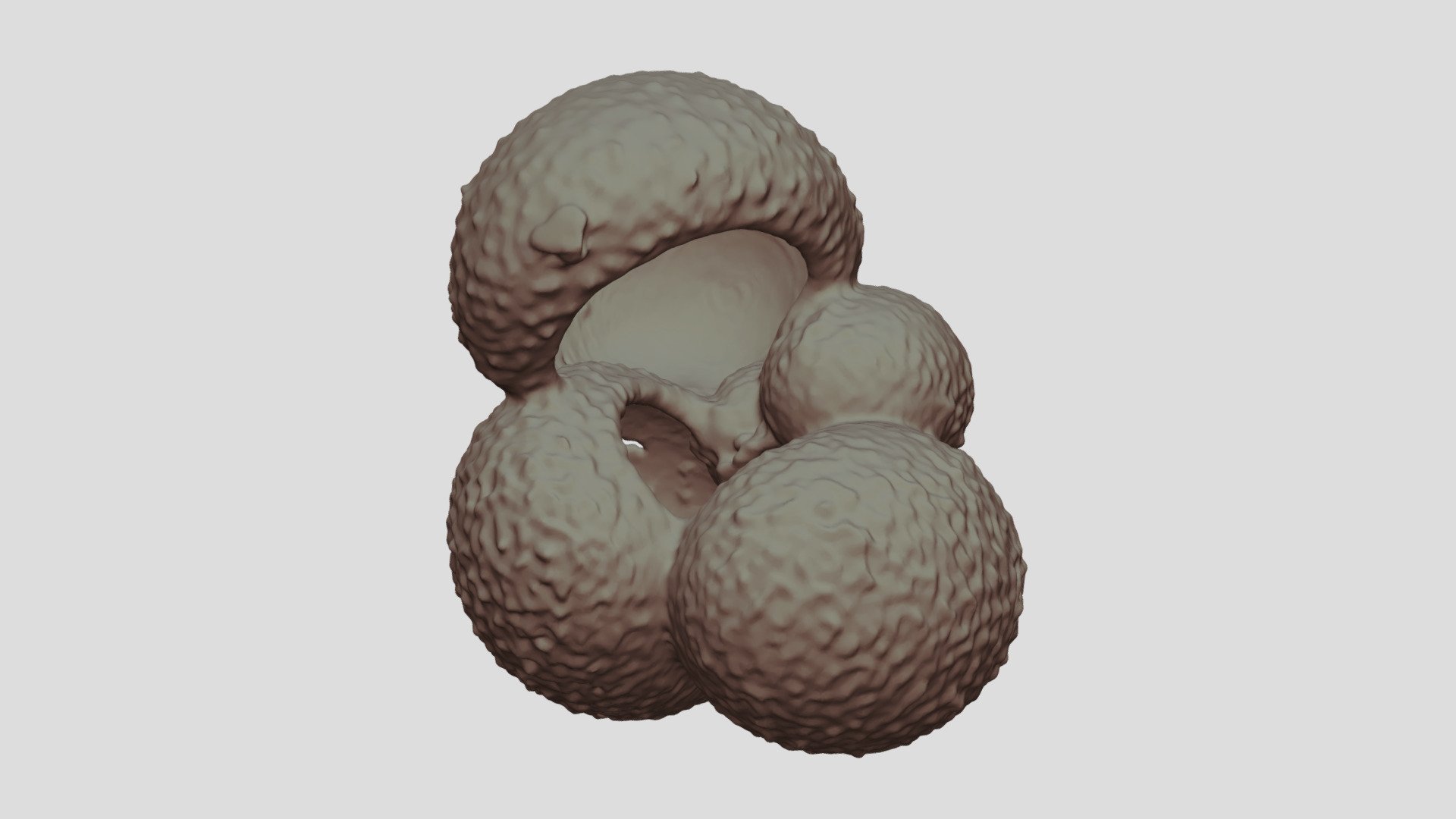 Globigerina bulloides [Geo B8502 865cm Shell-2]