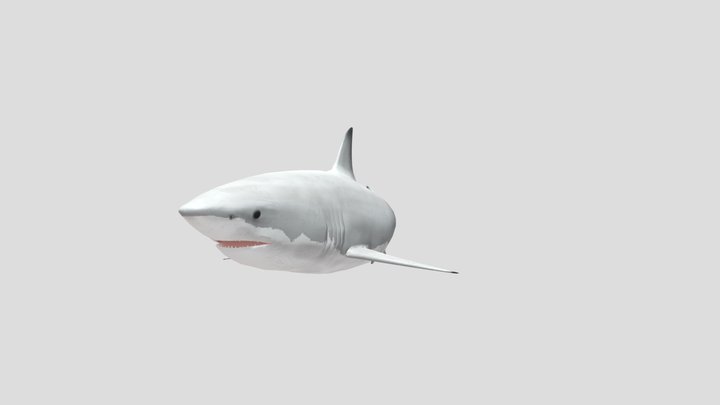 great-white-shark 3D Model