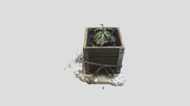 DF-plant 3D Model