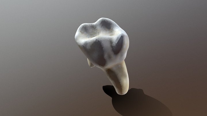 Tooth No Texture 3D Model