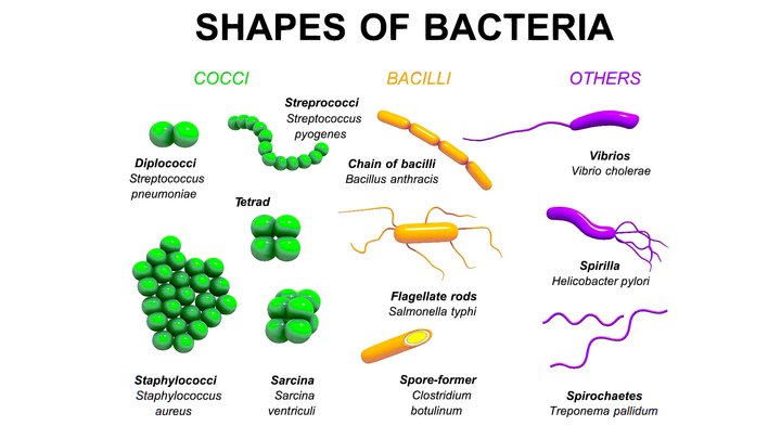 Shapes of bacteria 3D Model