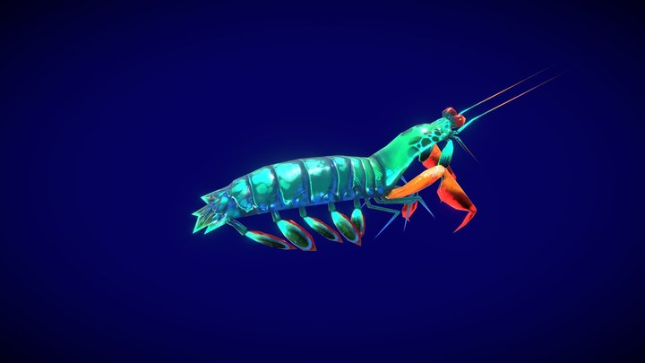 PBR Peacock Mantis Shrimp 3D Model