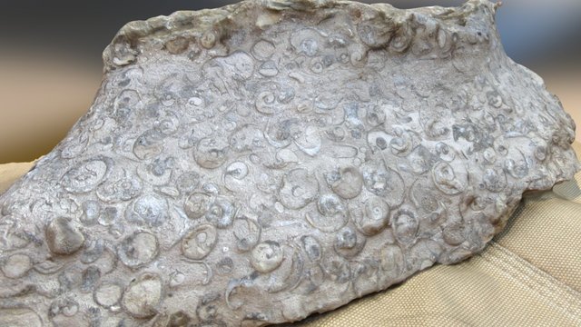 Limestone within the Mauch Chunk - Handsample 3D Model