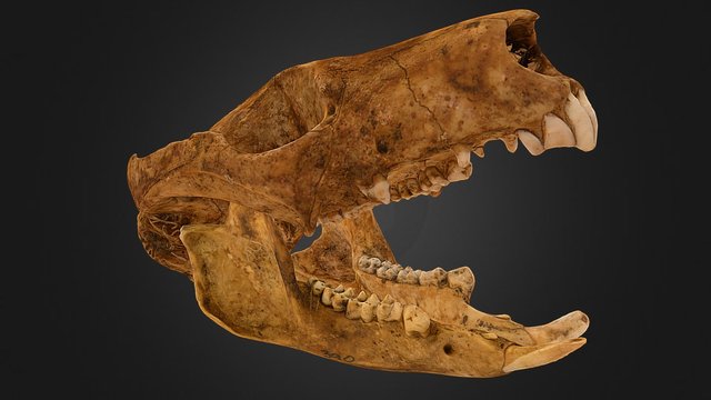 Possum Skull (Cranium and Mandible) 3D Model
