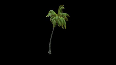 Coconut Palm 5 3D Model