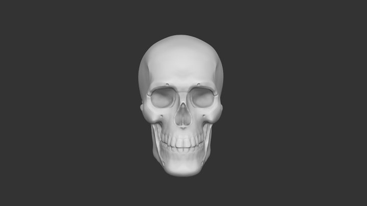 Human Skull 3D Model