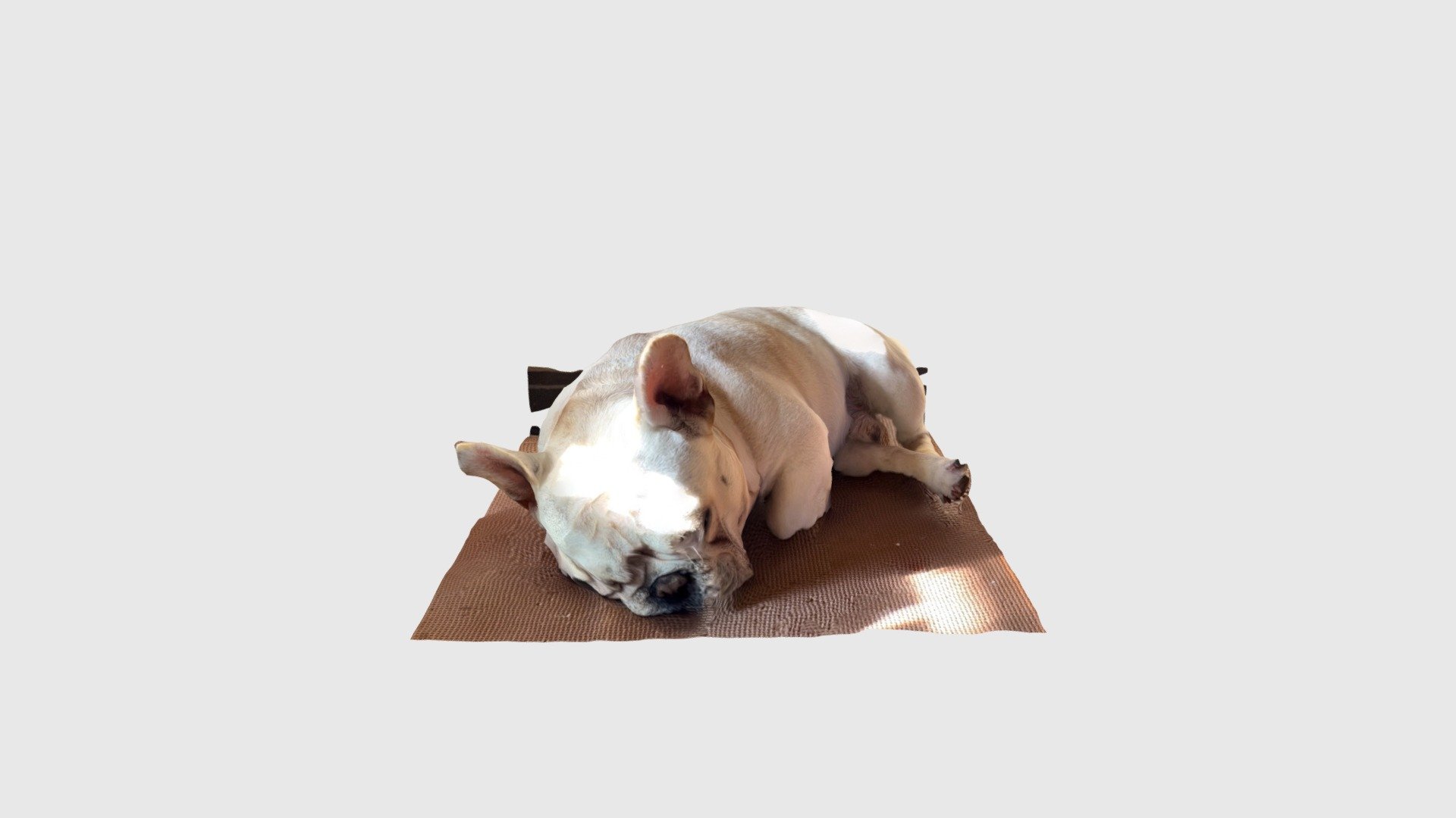 Ponzu sleeping