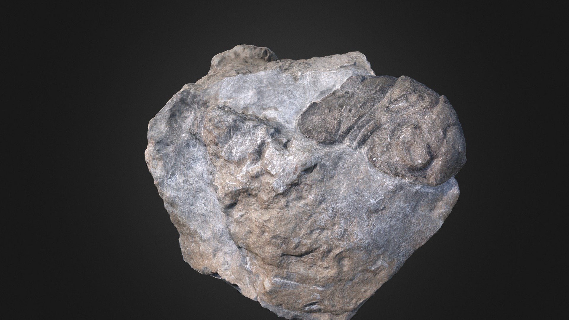 Nileus armadillo - 3D model by Olof Moleman (@lordtrilobite) [2adbd6d ...