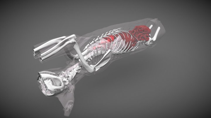 3D feline anatomy: normal thorax and abdomen 3D Model