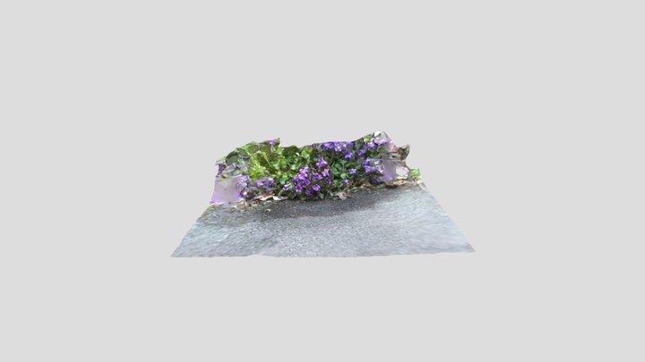 Campanula Kiri without mask