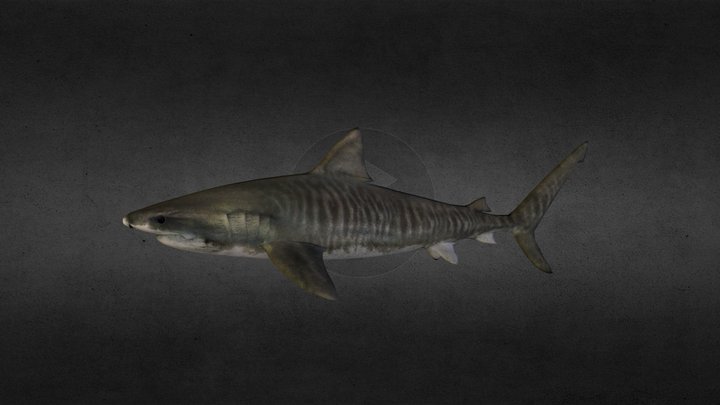 Tiger Shark by zerosvalmont 3D Model