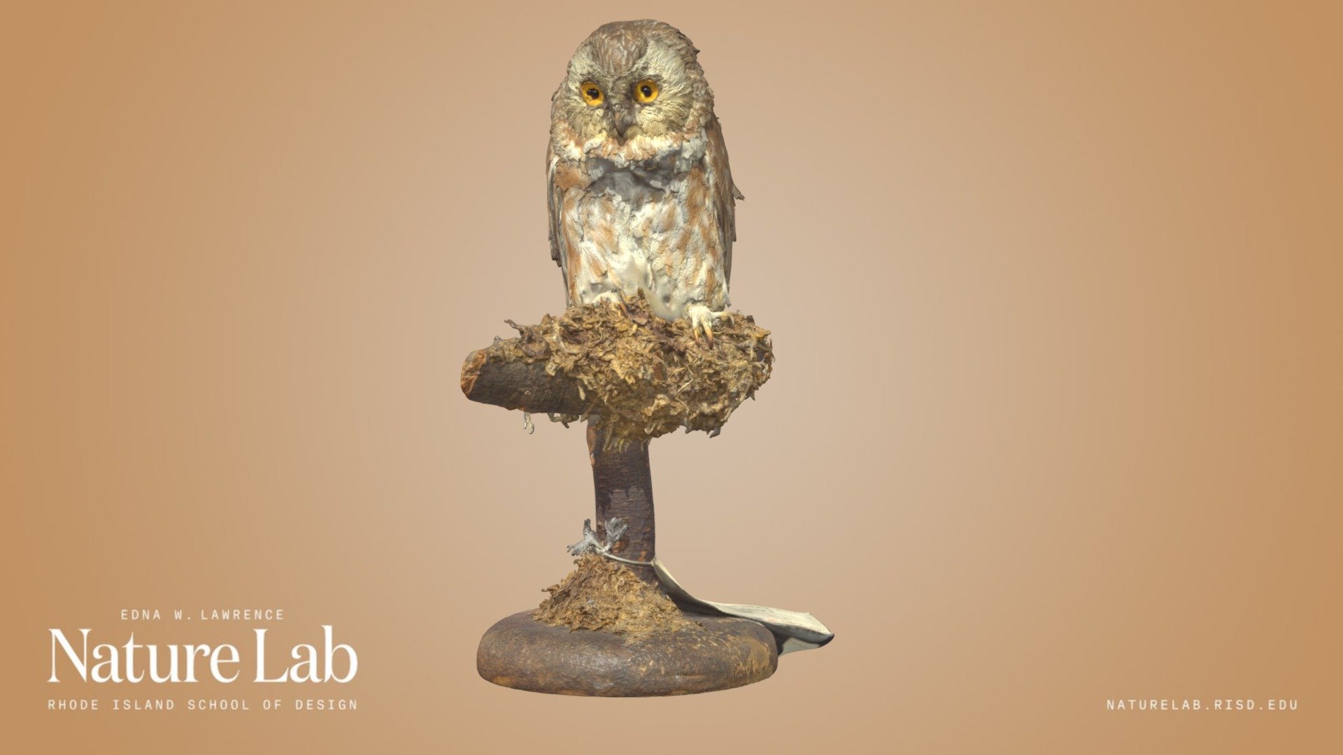 Northern Saw-whet Owl