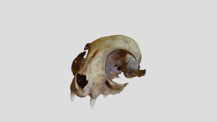 Cranio di Gatto 3D Model
