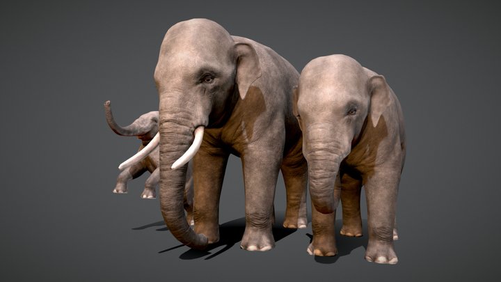Asian elephants family |Game-Ready| 3D Model