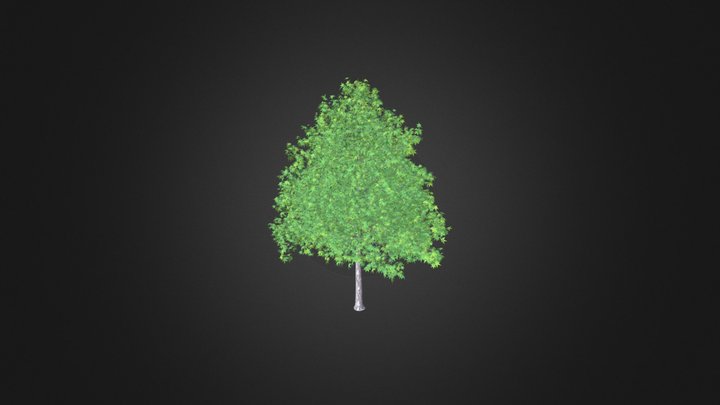 Sweetgum Tree (Liquidambar styraciflua) 4.6m 3D Model