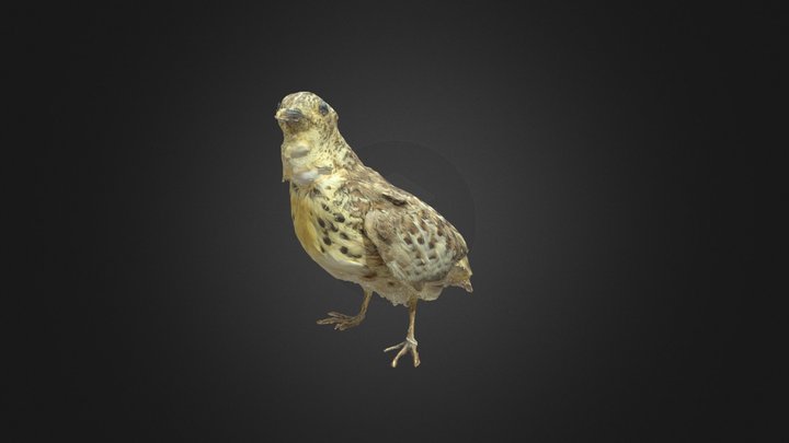 Quaglia tridattila 3D Model