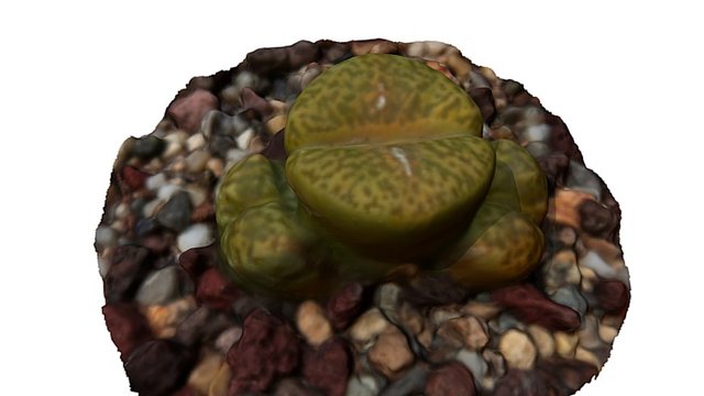 Lithops C.362 (08/05/2016)