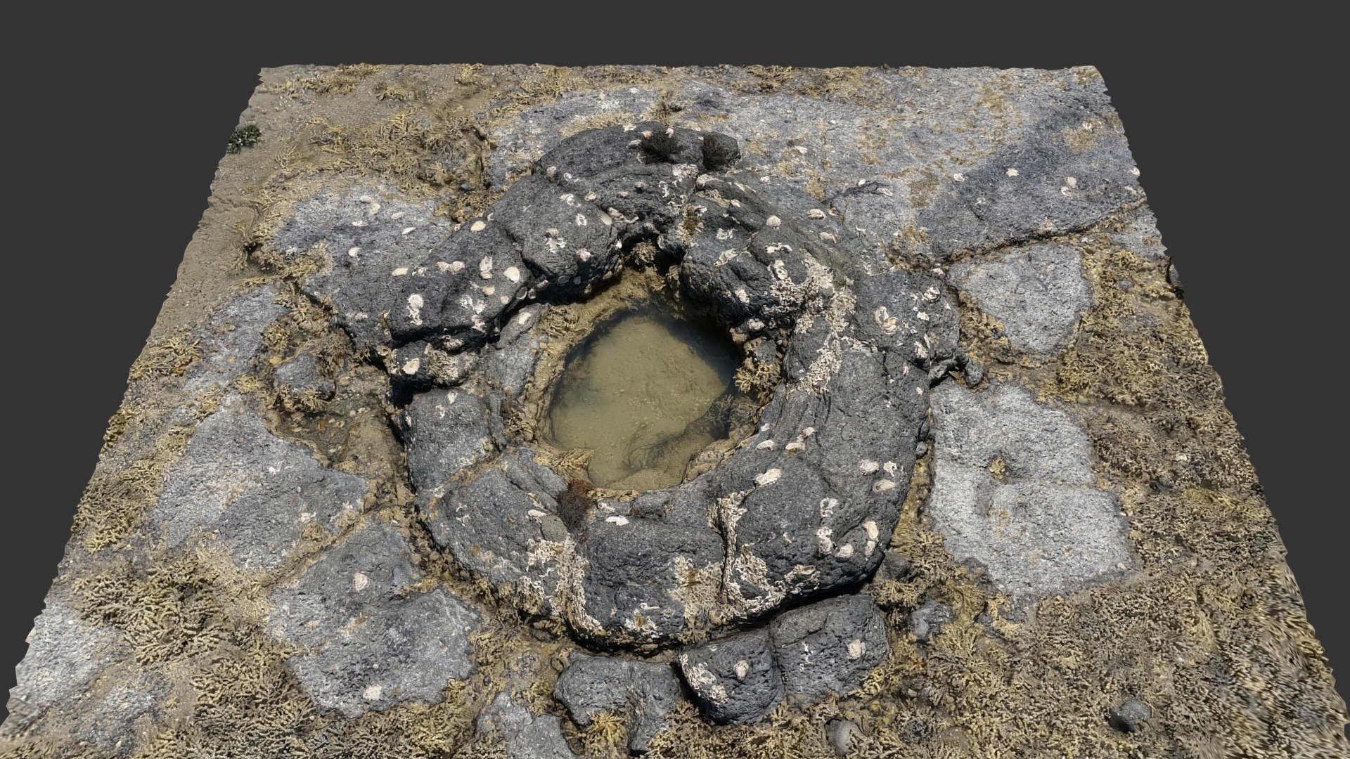 Lava tree cast at Takapuna 5