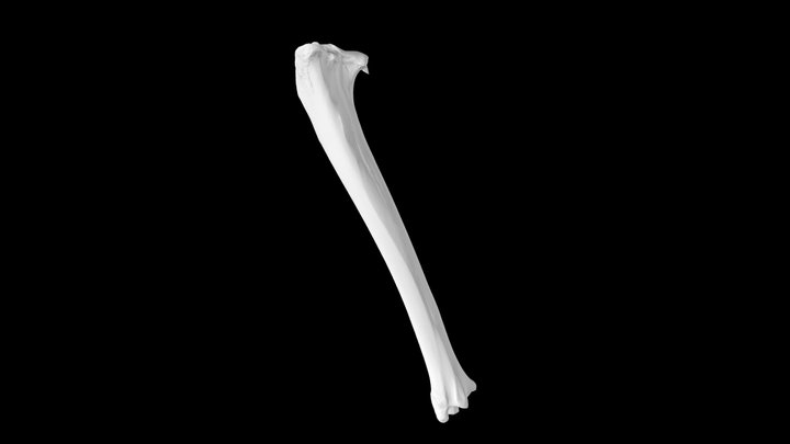 Deer Tibia – Free 3D Model STL