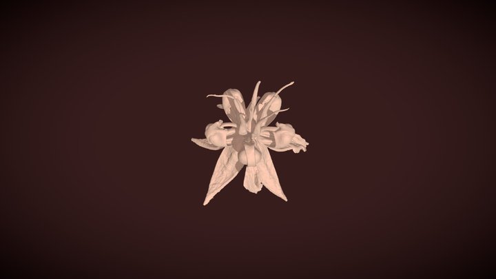 Theobroma cacao (chocolate flower) 2009-0862 A 3D Model