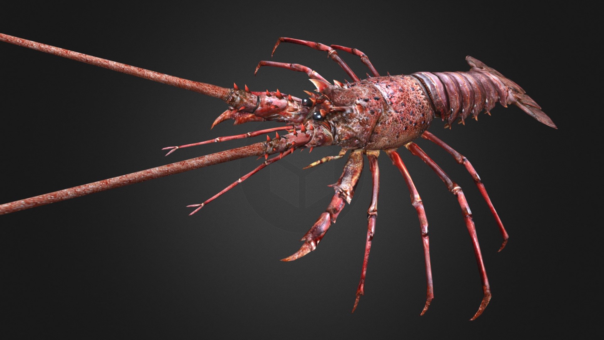 Lobster 3d Model By Elove888 2b09cc2 Sketchfab