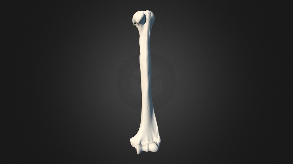 Chimpanzee Left Humerus - Download Free 3d Model By Uncg Imaging Lab 