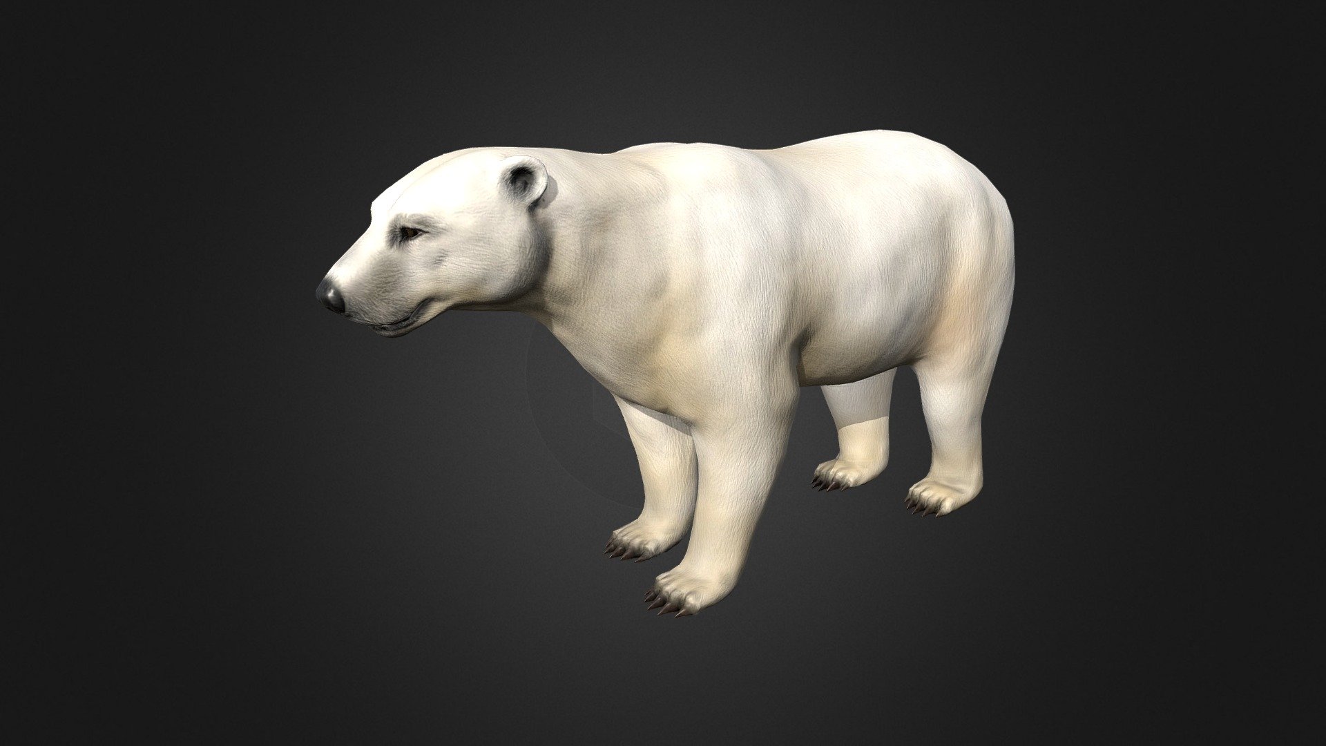 Polar Bear