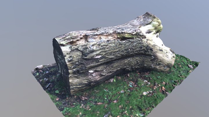 Chooped tree 3D Scan 3D Model