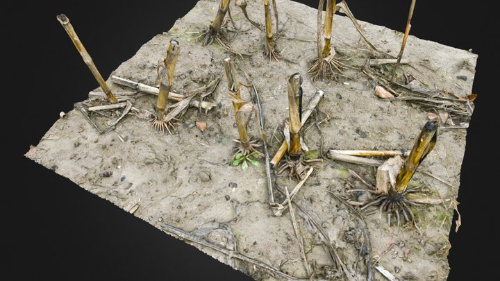 Corn Field (lowres) – Modello 3D gratuito STL