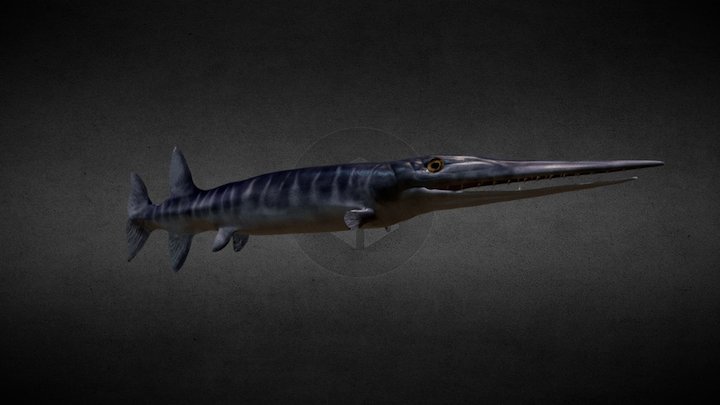 Saurichthys sp 3D Model