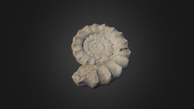 Xipheroceras ziphus 3D Model