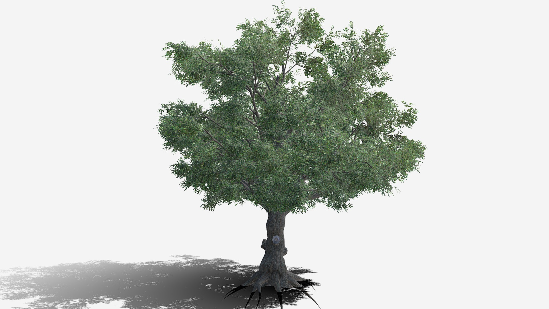 3D model White Oak - This is a 3D model of the White Oak. The 3D model is about a tree with a large trunk.