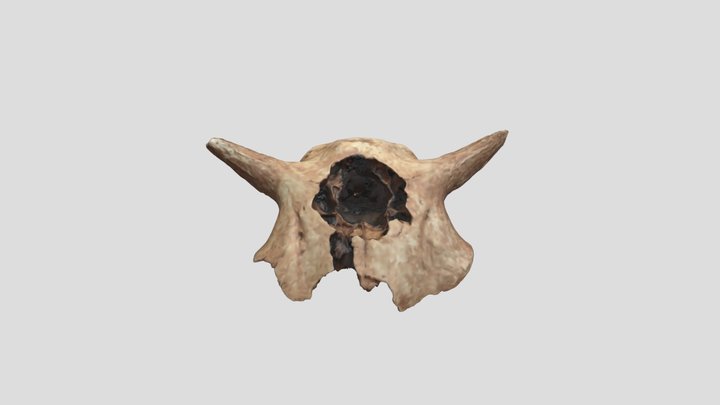 48CK302-5196, Bison bison, Crania 3D Model