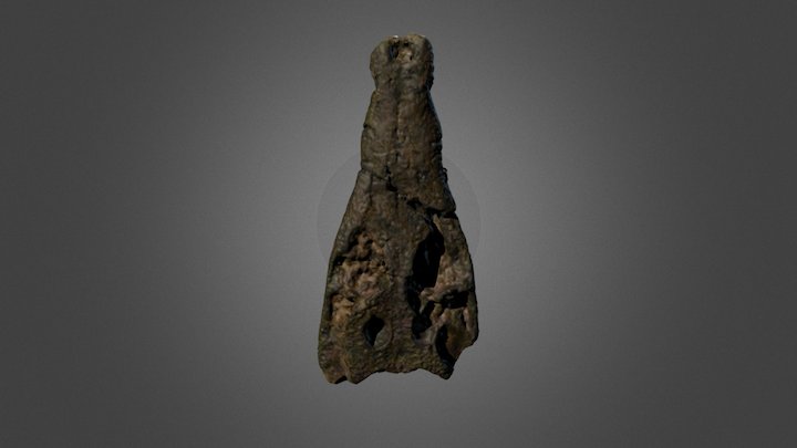 Koumpiodontosuchus aprosdokiti (IWCMS 2012 203) 3D Model