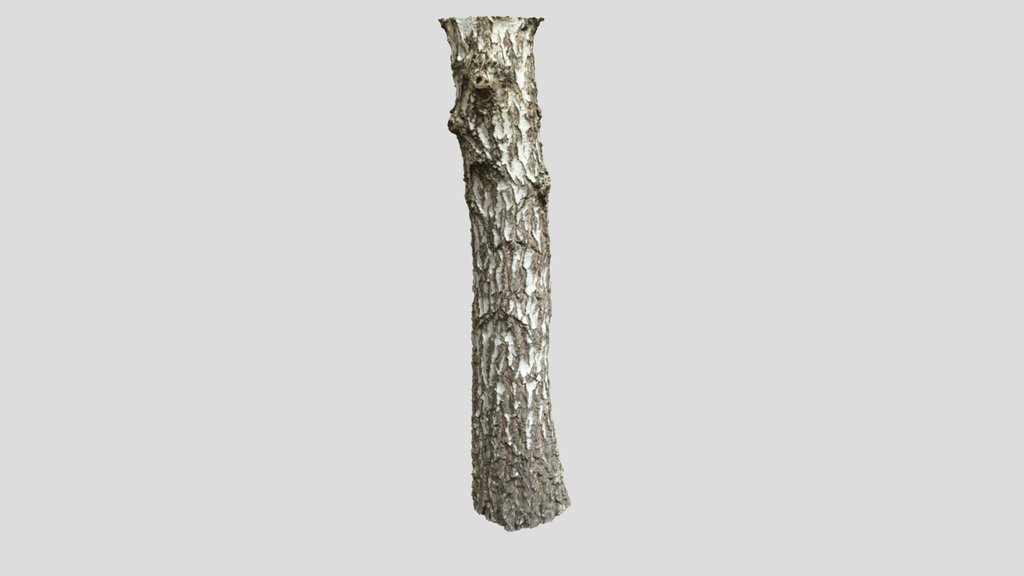 Realistic Birch Tree Trunk