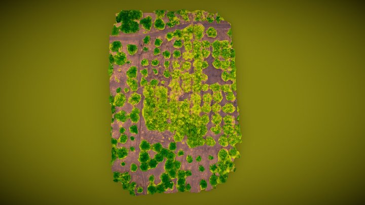 Olive field in Crete NDVI 3D Model